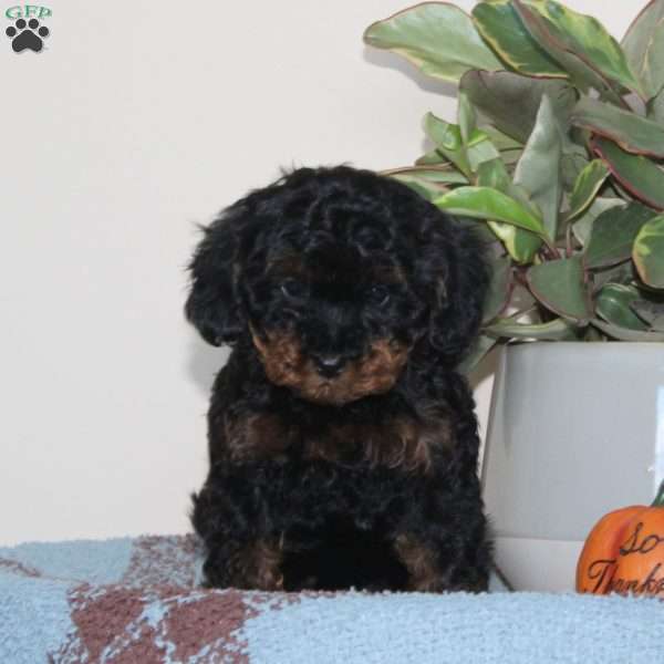 Gypsy, Cavapoo Puppy